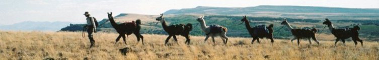 Burns Llama Trailblazers Champion Working Llamas