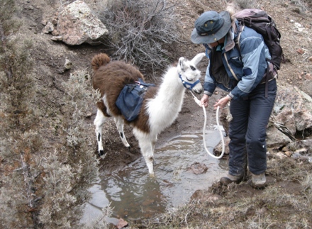 Burns Llama Trailblazer's Wahoo's Gias will be a fine performance animal