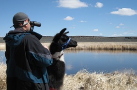 Sid looks for swans, a Burns Llama Trailblazers Bird Festival favorite.