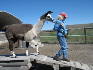 You will meet Burns Llama Trailblazers crias