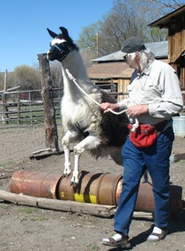 Burns Llama Trialblazers ranch visit is a hands-on experience
