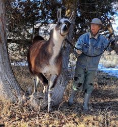 Burns Llama Trialblazers ranch visit is a hands-on experience