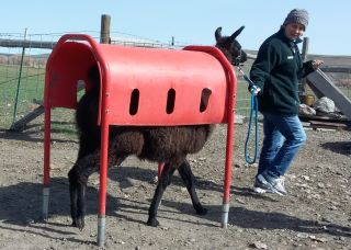 You will meet Burns Llama Trailblazers crias