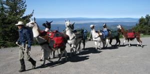 Burns Llama Trailblazers working ccara pack llamas.