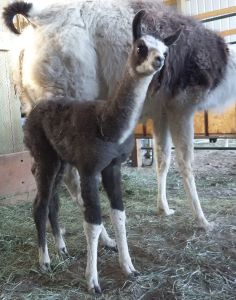 newborn baby llama looking at you