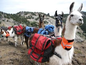 ta string of Burns Llama Trailblazers' llamas packing amoung rugged peaks