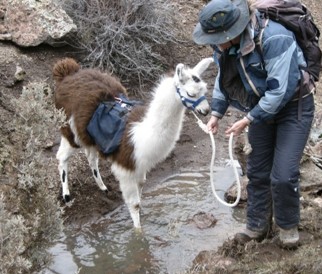 cria negoiates water crossing