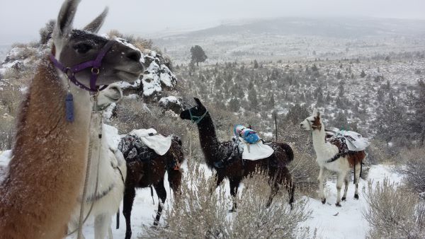 Burns Llama Traiilblazers pack llamas working in a string
