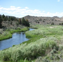 Along the Malheur River the desert turns lush and green