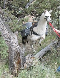 Burns Llama Trailblazers trains you and your llama for backcountry packing