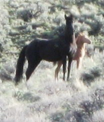 Wild horses roam the slopes of Jackass Mountain