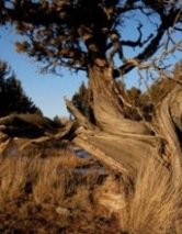 Gnarled junipers are common on Jackass Rim