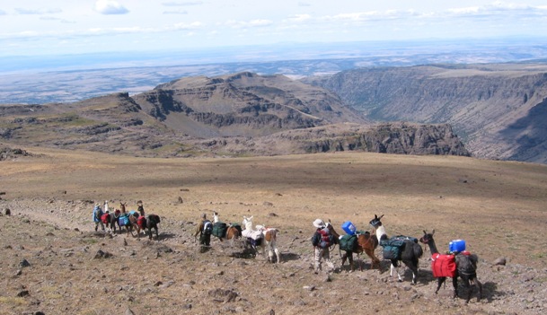 Near Steens Mountain summit strings of llamas hike toward Wildhorse Lake.