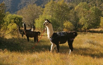 Campsites in the gorges are grassy and willowy