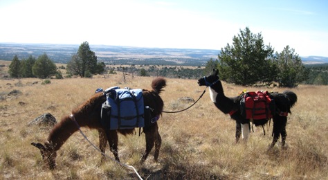 Hiking through the uplands around South Steens Campground on Steens Mountain.