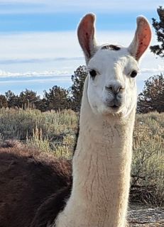 Male pack llama for sale: BLT Agate