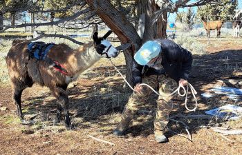 BLT Eagle Bear's Angus handles a tough duck-under obstacle. 