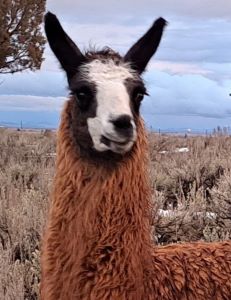 Male pack llama for sale: BLT Artos McFly