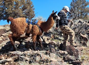 BLT Artos McFly negotiates rocky terrain easily. 