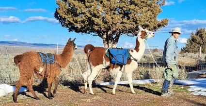 Artos enjoys stringing with his mentor-llama.