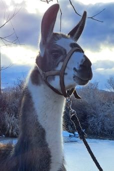 Female pack llama for sale: BLT Patron's Pipit