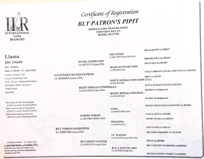 Pedigree of BLT Patron's Pipit
