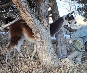 Pipit loves practicing obstacles.