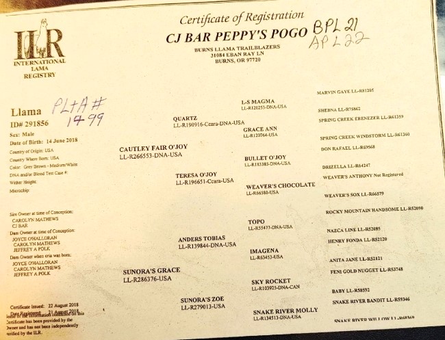 Pedigree of BLT Peppy's Pogo
