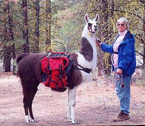 Rocky Mountain Ponderosa