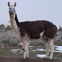 Male pack llama for sale: BLT Agate