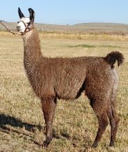 Male pack llama for sale: BLT Eagle Bear's Angus