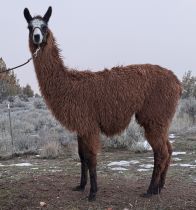 Male pack llama for sale: BLT Artos McFly 