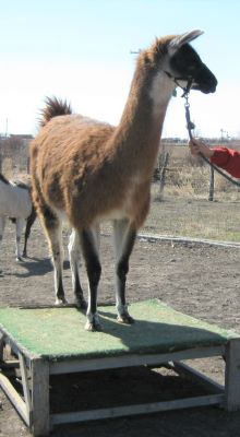 Being with llamas in the wide open spaces is a marveolous experience