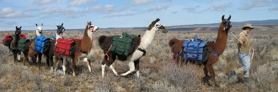 BLT pack llamas working in a string