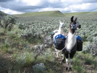 Packing on Steens Mtn. with Burns Llama Trailblazers