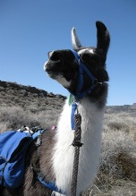 Enjoy a hike with Burns Llama Trailblazers