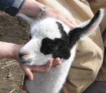 Petting a baby llama