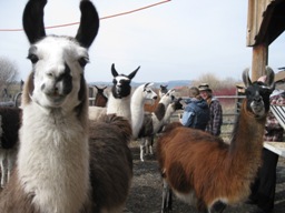 Lots of llamas ready to meet you
