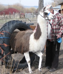 taking a llama through the tire obstacle